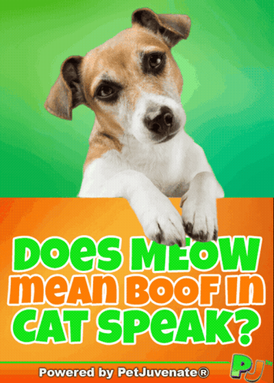 Does Meow Mean Boof In Cat Speak Petjuvenate GIF