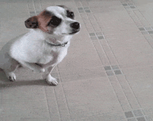 Dog Acting Training GIF