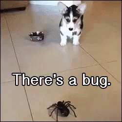 Dog Afraid Of Insect