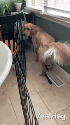 Dog Air Conditioning GIF