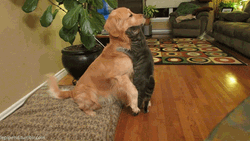 Dog And Cat Hugging Amor