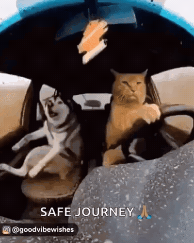 Dog And Cat In Back Of Car Saying Safe Journey GIF