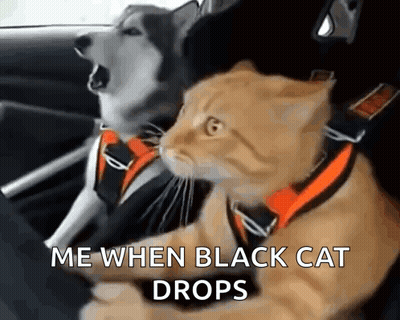 Dog And Cat In Car Me When Black Cat Drops GIF