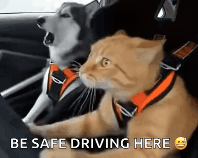 Dog And Cat In Car Saying Be Safe Driving Here GIF