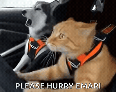Dog And Cat In Car Saying Please Hurry Emari GIF