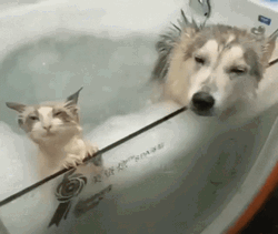 Dog And Cat In The Hot Tub GIF