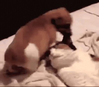 Dog And Cat Laying On Bed GIF