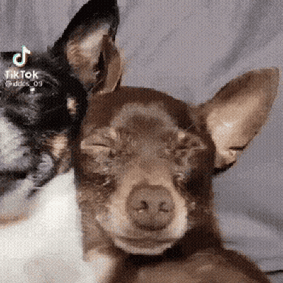 Dog And Cat Laying On Bed Eyes Closed GIF