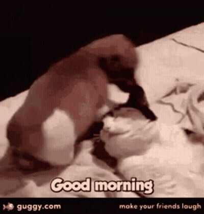 Dog and Cat Laying on Bed Saying Good Morning