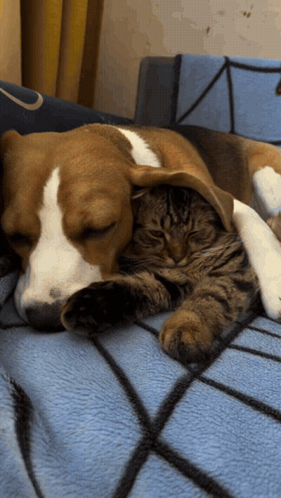 Dog And Cat Laying On Couch GIF