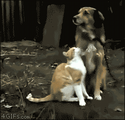 Dog And Cat Looking At Each Other GIF