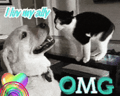 Dog And Cat Looking At Each Other OMG GIF