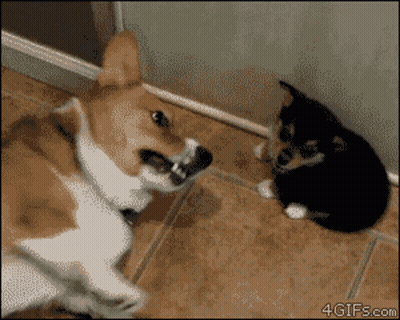 Dog And Cat Looking At Each Other On Tiled Floor GIF
