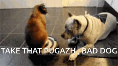 Dog And Cat Looking At Each Other Saying Take That Pugazh Bad Dog GIF