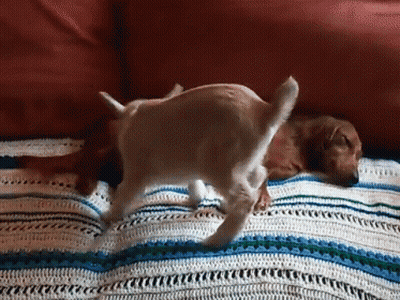 Dog And Cat Playing On Blanket On Couch GIF