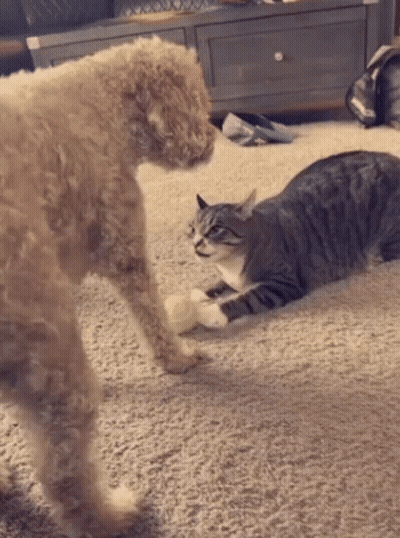 Dog And Cat Playing On Floor GIF