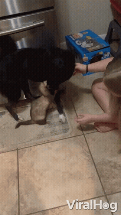 Dog And Cat Playing With Box Of Oreos GIF