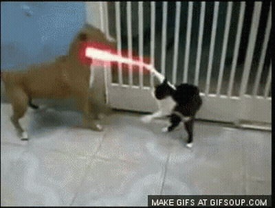 Dog And Cat Playing With Laser Beam Make GIFs At Gifsoup.com GIF
