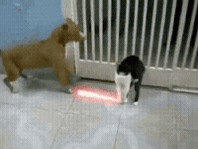 Dog And Cat Playing With Laser Pointer GIF