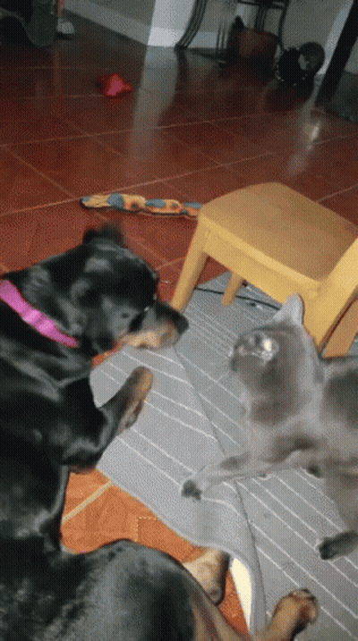 Dog And Cat Playing With Toy GIF