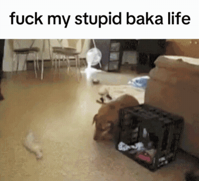 Dog And Cat Saying Fuck My Stupid Baka Life GIF