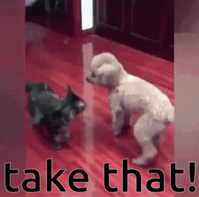Dog And Cat Saying Take That GIF