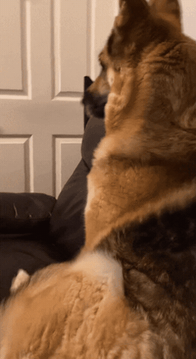 Dog And Cat Sitting On Couch Looking At Each Other GIF