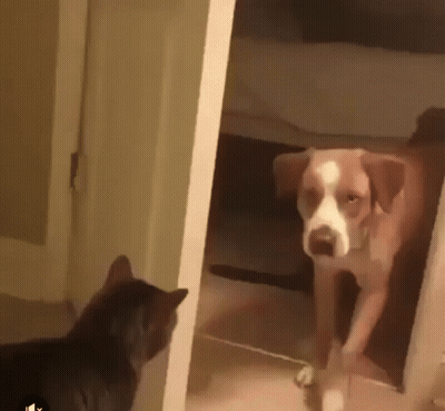 Dog And Cat Standing Next To Each Other GIF
