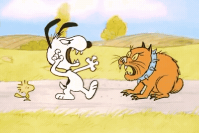 Dog And Cat Standing On Road GIF