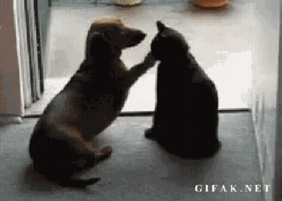 Dog And Cat Touching Paws GIF