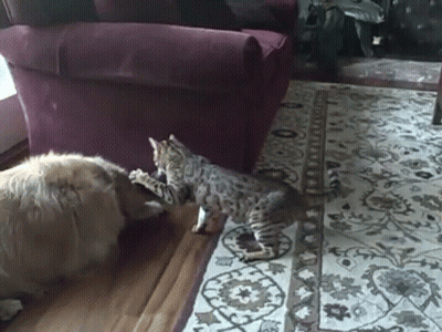 Dog And Kitten Playing On Rug GIF