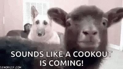 Dog And Sheep Sitting On Bed GIF
