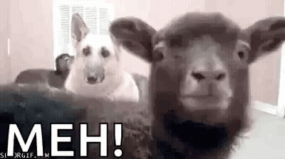 Dog And Sheep Sitting Together GIF