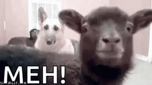 Dog And Sheep Sitting Together GIF