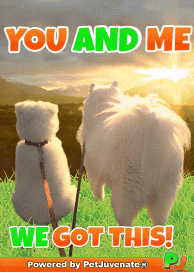 Dog And Teddy Bear You And Me We Got This GIF
