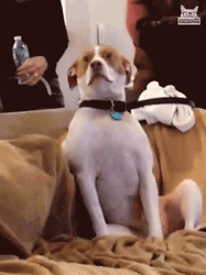 Dog Asking To Send Help GIF