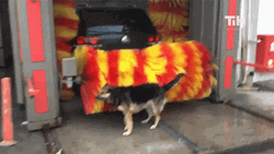 Dog At Car Wash GIF