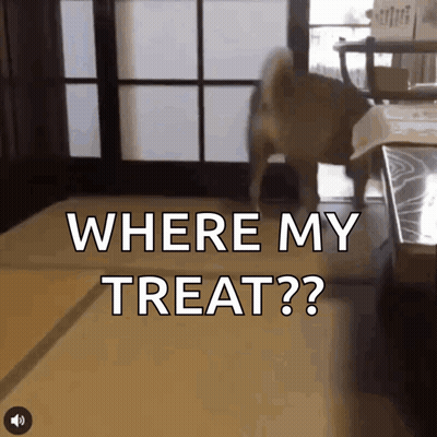 Dog At Door Saying Where My Treat GIF