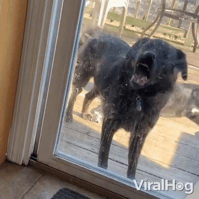 Dog At Glass Door Viralhog GIF