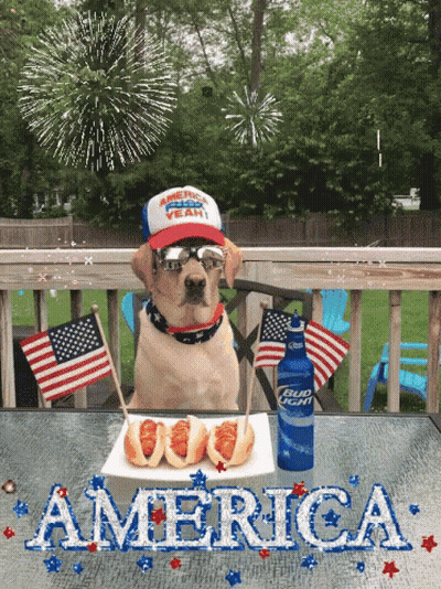Dog At Table With Hot Dogs And Bud Light GIF