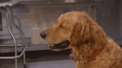 Dog At The Forgotten Georgian Sign GIF