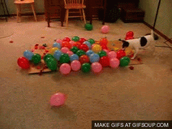 Dog Attacking Balloons GIF