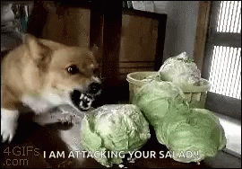 Dog Attacking Bunch Of Cabbage GIF
