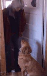 Dog Avoids Kiss You GIF