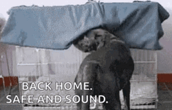 Dog Back Home Tucking In Blanket  GIF