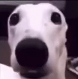 Dog Bark In Nervous Meme GIF