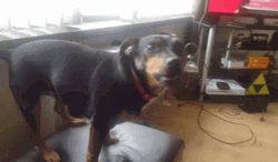 Dog Barking Angry Rottweiler GIF