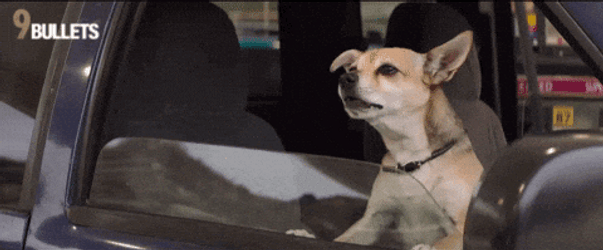 Dog Barking Sound Inside The Car GIF