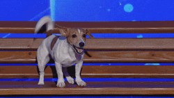 Dog Barking Sound Show GIF