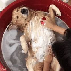 Dog Bath Time Owner Soaps Belly GIF